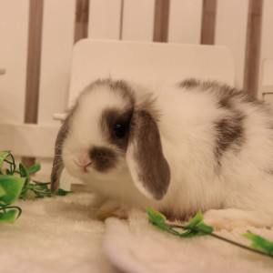 ホーランドロップ　ブロークンオパール（Q69)