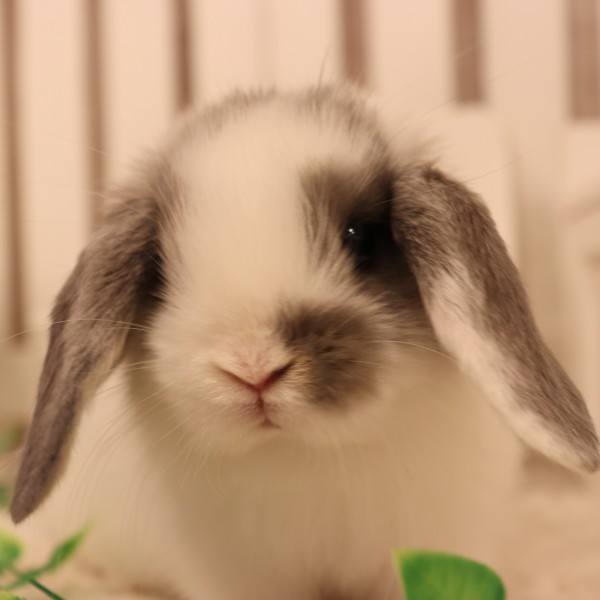 ホーランドロップ　ブロークンオパール（Q69)