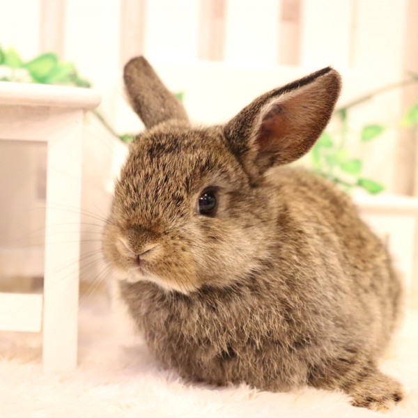 ホーランドロップ チェスナット（Q84）