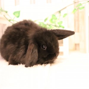 ホーランドロップ ブラック（8T3）