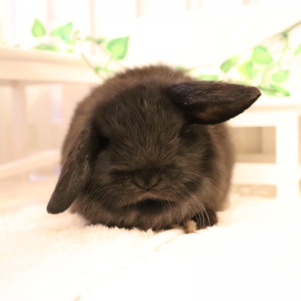 ホーランドロップ ブラック（8T3）