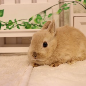 ネザーランドドワーフ リンクス（NT）