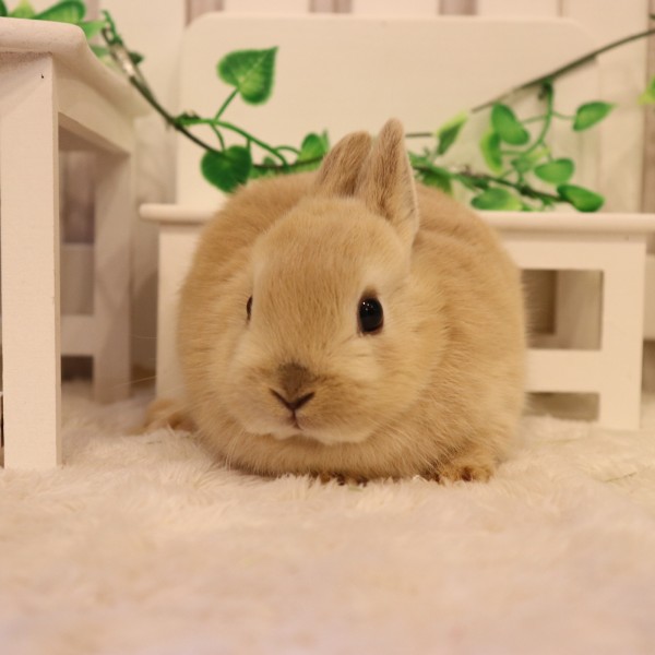 ネザーランドドワーフ リンクス（NT）