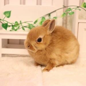 ネザーランドドワーフ オレンジ（NC）