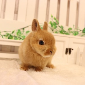 ネザーランドドワーフ オレンジ（NC）