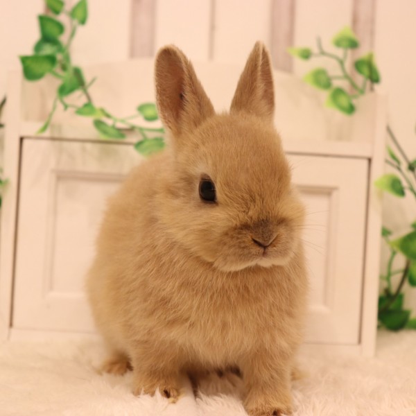 ネザーランドドワーフ　リンクス（ＬＱ）