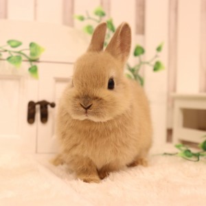 ネザーランドドワーフ　リンクス（ＬＱ）