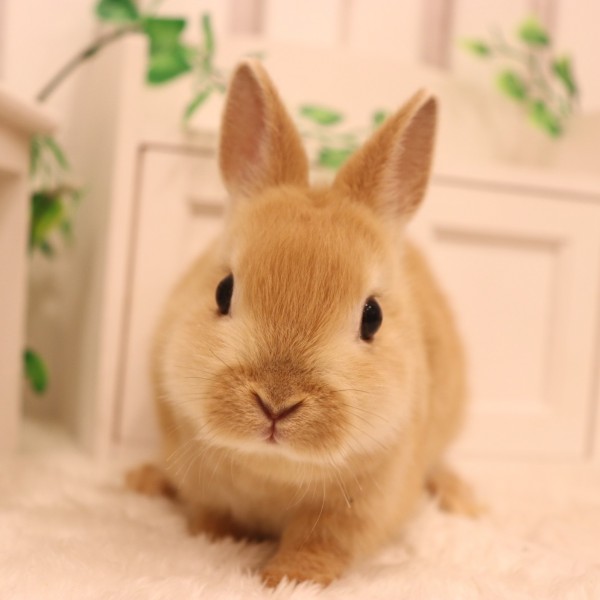 ネザーランドドワーフ　オレンジ（ＬO）