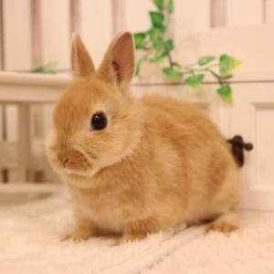 ネザーランドドワーフ　オレンジ（ＬO）