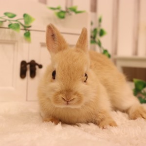 ネザーランドドワーフ　オレンジ（ＮＮ）