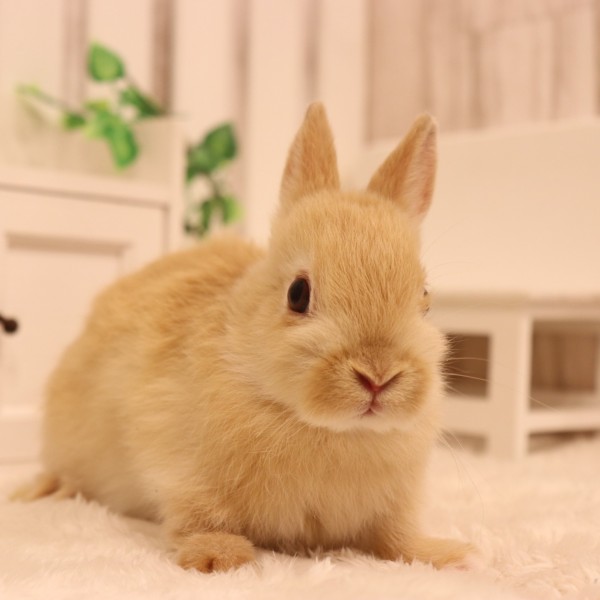 ネザーランドドワーフ　オレンジ（ＮＮ）