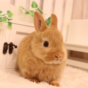 ネザーランドドワーフ　オレンジ（ＬＫ）