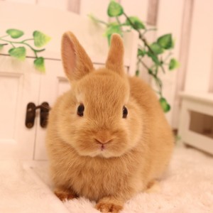 ネザーランドドワーフ　オレンジ（ＬＫ）