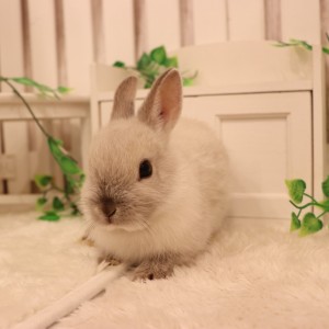 ネザーランドドワーフ　フロスティ（ＬＰ）