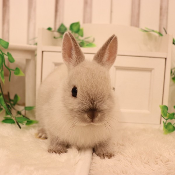 ネザーランドドワーフ　フロスティ（ＬＰ）