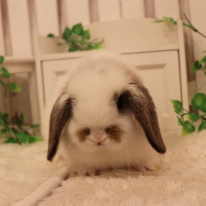 ホーランドロップ　ブロークンチェスナット（Ｑ90）