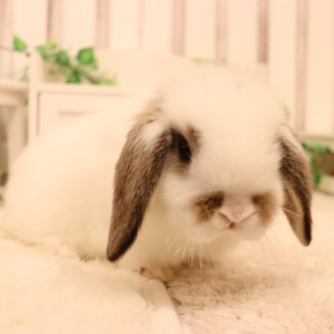 ホーランドロップ　ブロークンチェスナット（Ｑ90）