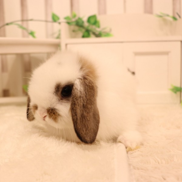 ホーランドロップ　ブロークンチェスナット（Ｑ90）