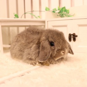 ホーランドロップ　オパール（8Ｓ6）