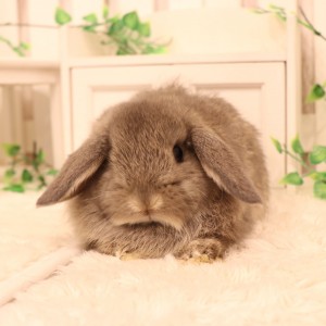 ホーランドロップ　オパール（8Ｓ6）