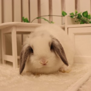 ホーランドロップ　ブロークンオパール（Ｑ98）