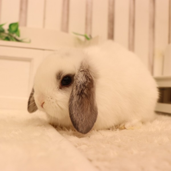 ホーランドロップ　ブロークンオパール（Ｑ98）