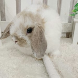 ホーランドロップ ブロークンリンクス（805）