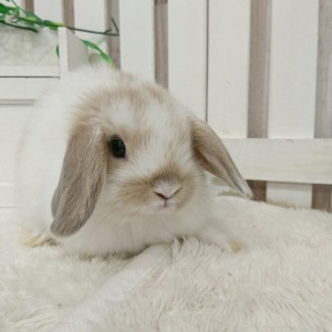 ホーランドロップ ブロークンリンクス（805）