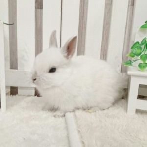 ネザーランドドワーフ フロスティ（KS）