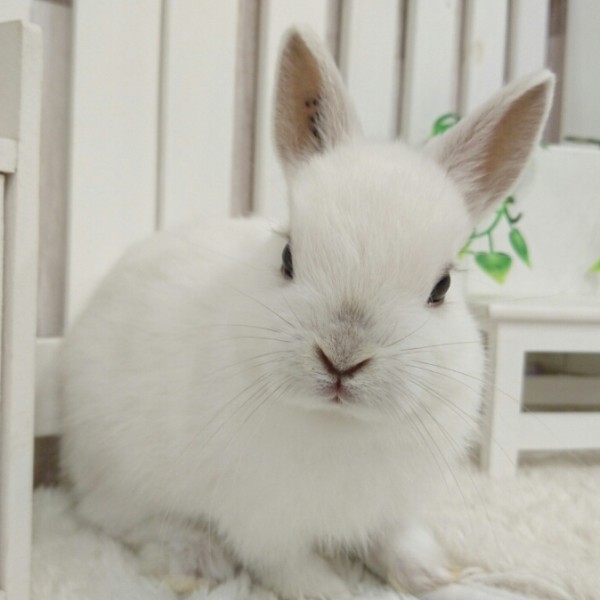 ネザーランドドワーフ フロスティ（KS）