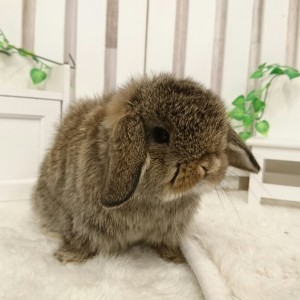 ホーランドロップ チェスナット（8R1）