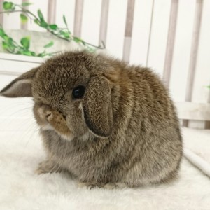 ホーランドロップ チェスナット（8R1）