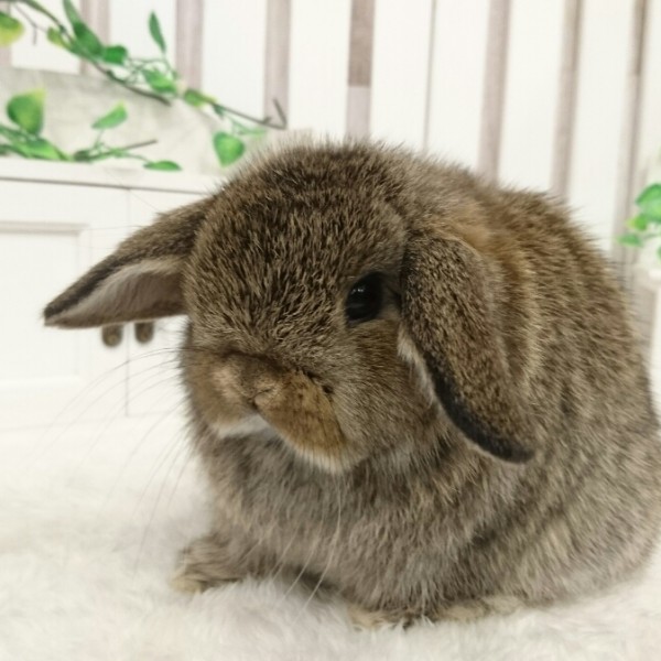 ホーランドロップ チェスナット（8R1）