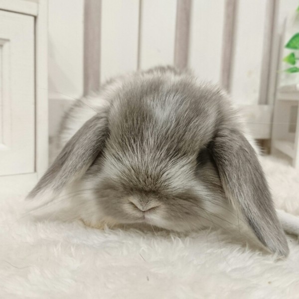 ホーランドロップ ブロークンオパール（8R4）