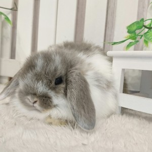 ホーランドロップ ブロークンオパール（8R4）