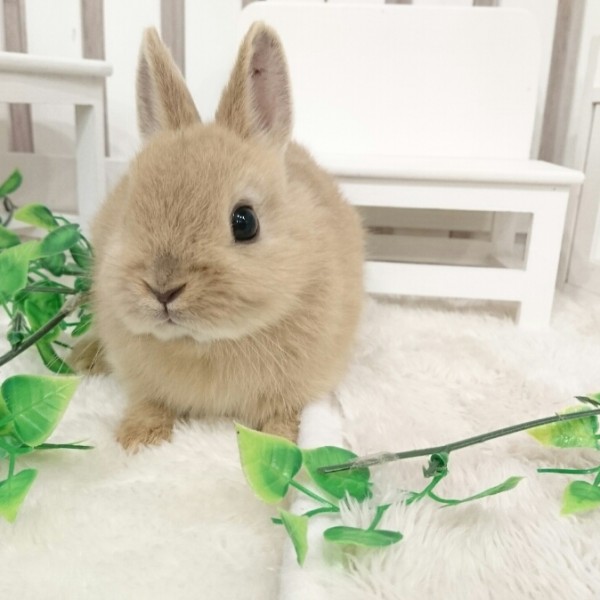 ネザーランドドワーフ　リンクス（LE)