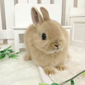 ネザーランドドワーフ　リンクス（LE)