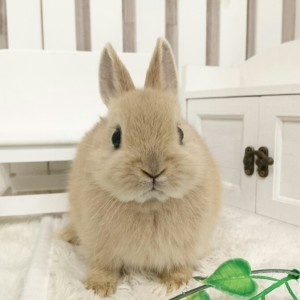 ネザーランドドワーフ　リンクス（LE)