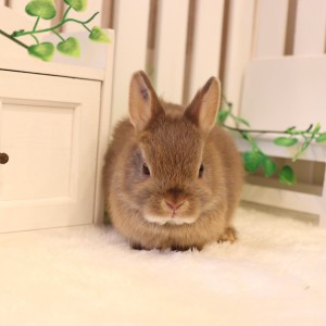 ネザーランドドワーフ　チョコレートオタ―（OP）