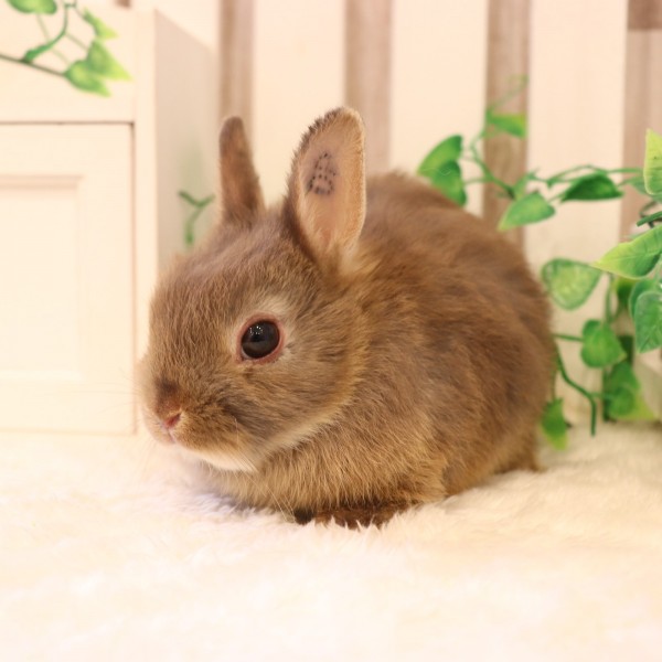 ネザーランドドワーフ　チョコレートオタ―（OP）