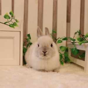 ネザーランドドワーフ　フロスティ（OC）