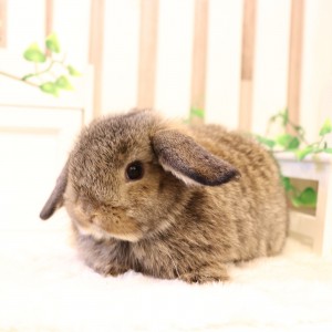 ホーランドロップ チェスナット（8U6）