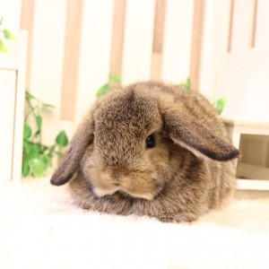 ホーランドロップ チェスナット（8U6）