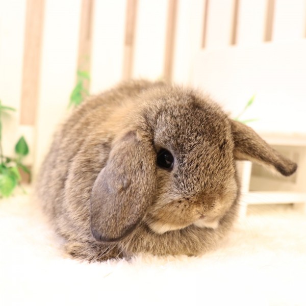 ホーランドロップ チェスナット（8U6）