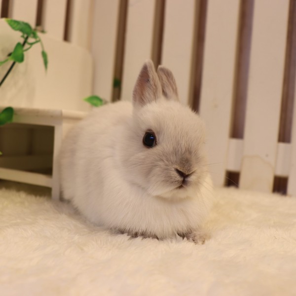 ネザーランドドワーフ　フロスティ（OC）