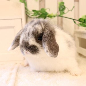 ホーランドロップ ブロークンブルー（8V8）