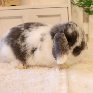 ホーランドロップ ブロークンブルー（8V8）