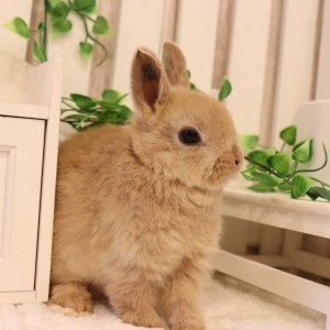 ネザーランドドワーフ リンクス（13U）