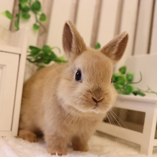 ネザーランドドワーフ リンクス（13U）