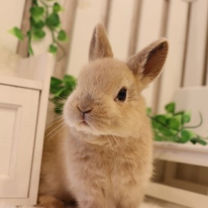 ネザーランドドワーフ リンクス（13U）